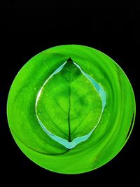 Close-up of green leaves against black background