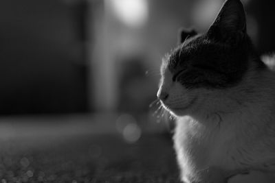 Close-up of cat sitting at home