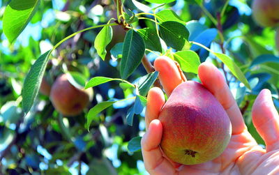 Close-up of hand holding fruits