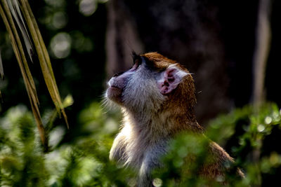 Close-up of a monkey looking away