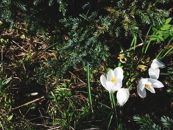 Close-up of white flowering plants on land