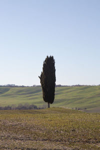 Tree on field against clear sky