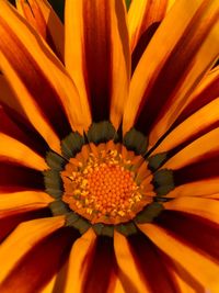 Close-up of fresh orange flower blooming outdoors