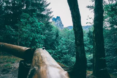 Trees growing in forest