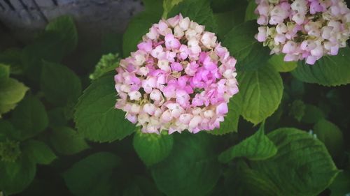 Close-up of pink flowers