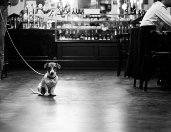 Dog sitting on floor