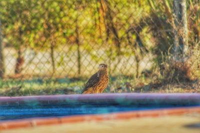 Bird perching on a fence