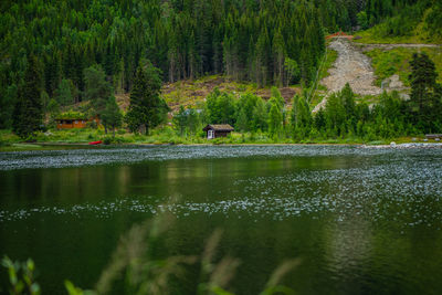 Scenic view of lake in forest