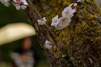 Close-up of cherry blossom tree