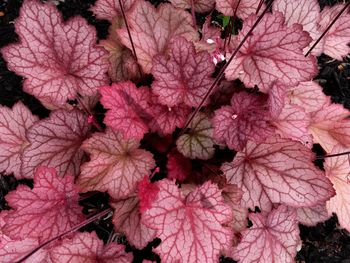 Full frame shot of pink flowers