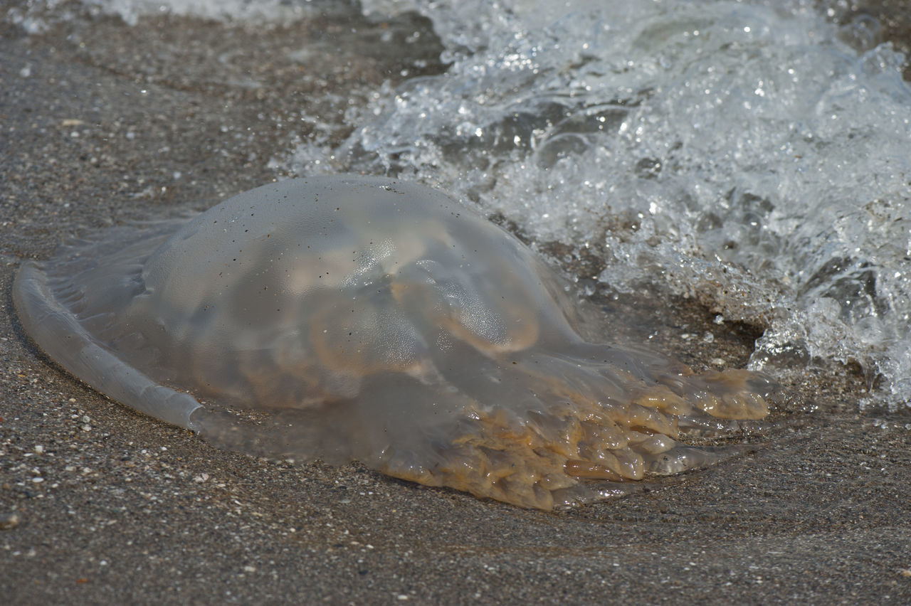 CLOSE-UP OF FISH ON BEACH