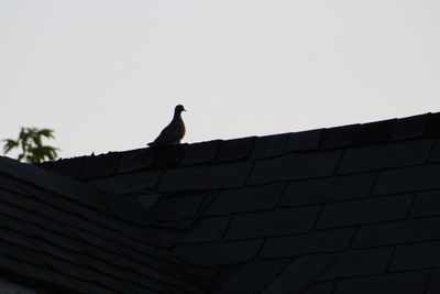 Low angle view of bird perching on roof