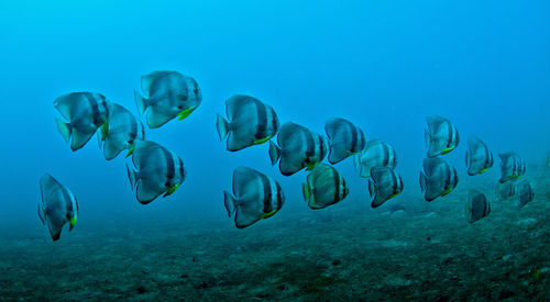 School of fish swimming under water