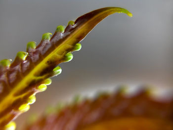 Macro shot of a plant