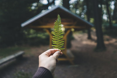 Cropped hand of man holding leaf in forest