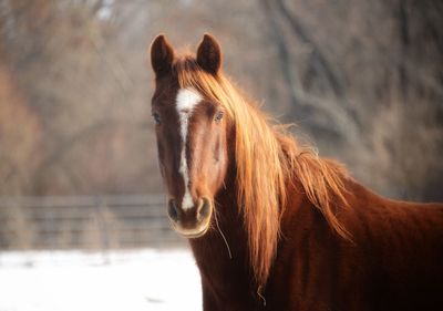 Horse standing on snow covered ground