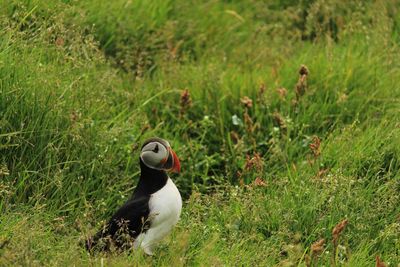 Bird perching on a field