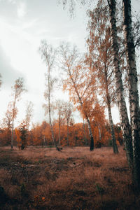 Trees on field against sky during autumn