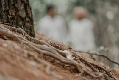 Close-up of tree trunk