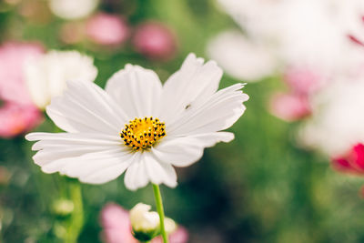 Close-up of white cosmos flower