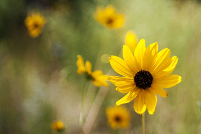 Close-up of yellow flowers against blurred background