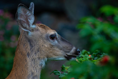 Profile of deer