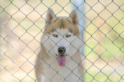 Portrait of dog on chainlink fence