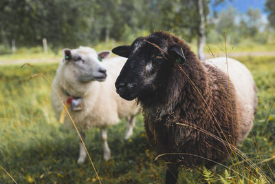 Sheep standing in a field