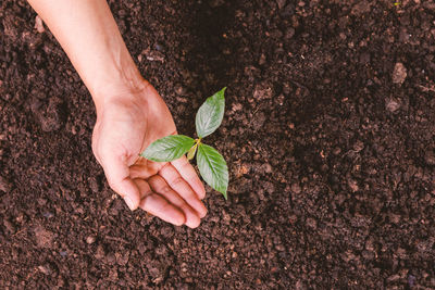 Cropped hand holding plant