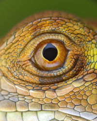 Close up of lizard