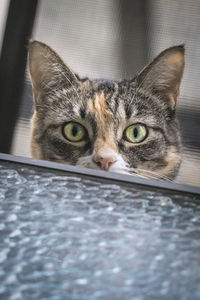 Close-up portrait of cat
