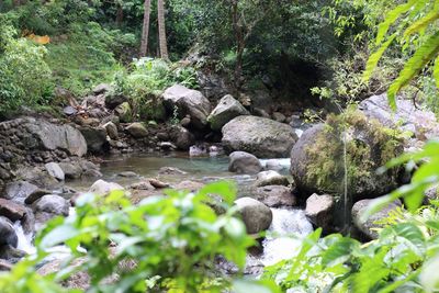 Stream flowing through rocks in forest