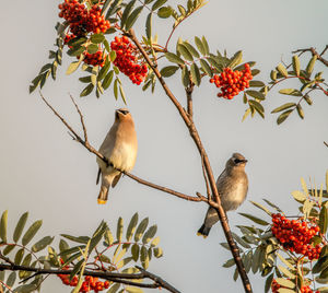 Low angle view of cedar waxwings perching on cherry tree against clear sky