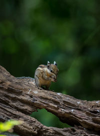 Close-up of squirrel on tree