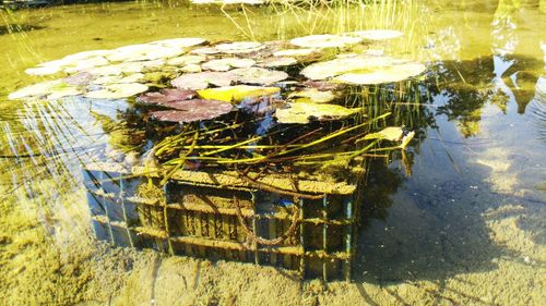 Close-up of reflection in water