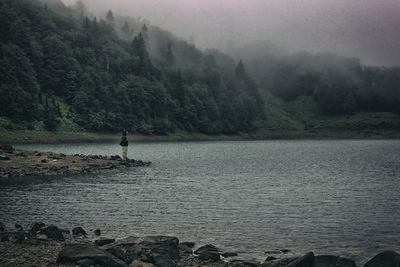 Scenic view of river in forest