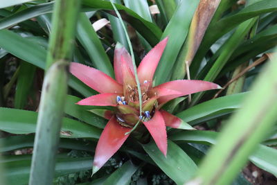Close-up of wet red flowering plant