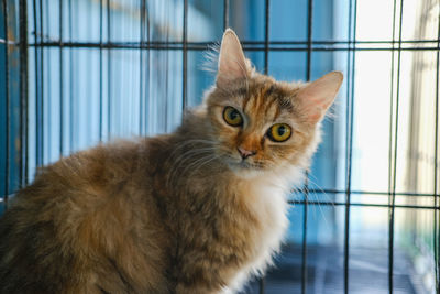 Portrait of cat by window at home