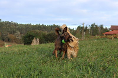 Horse standing on grassy field against sky