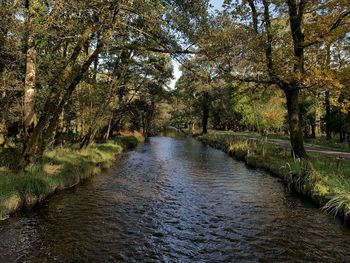 River amidst trees in forest