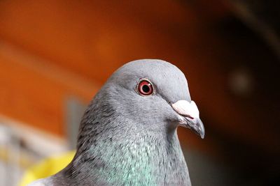 Close-up of pigeon