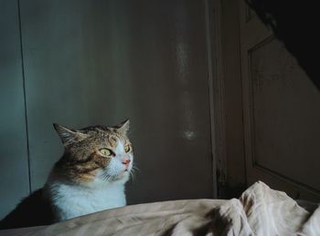 Cat looking away while sitting on bed at home