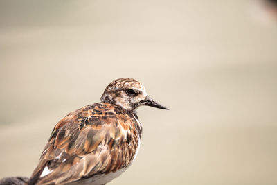 Nesting ruddy turnstone wading bird arenaria interpres along the shoreline of barefoot beach