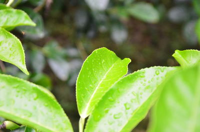 Close-up of raindrops on leaves