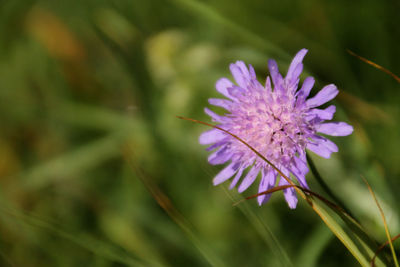 Close-up of purple flower blooming outdoors