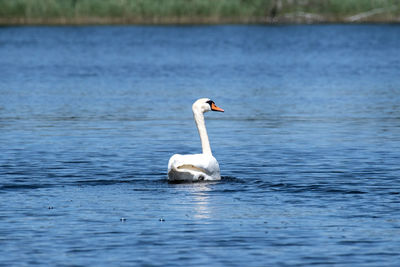 Swan swimming in lake