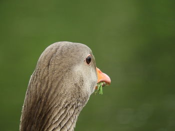 Close-up of a bird looking away