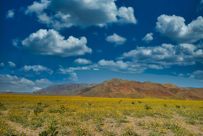 Scenic view of field against sky