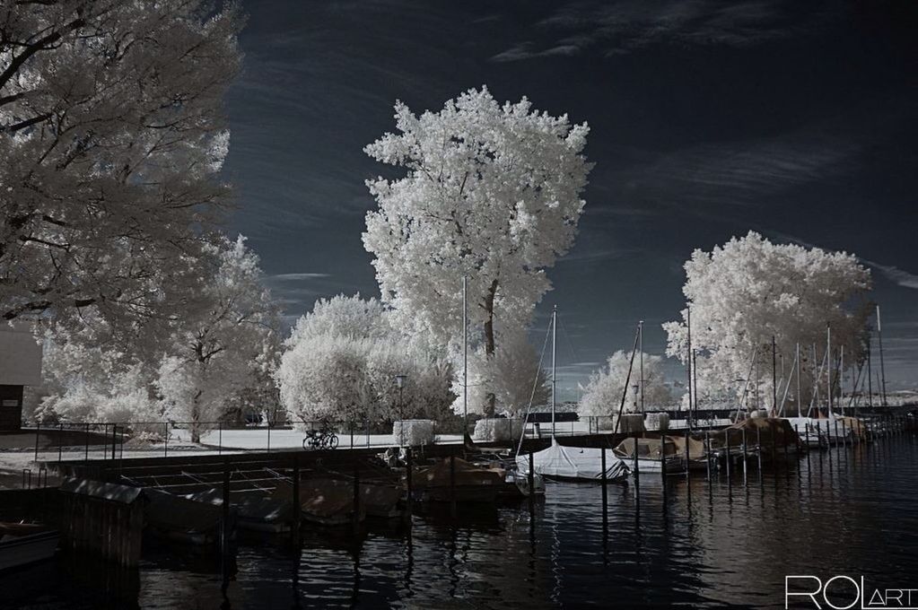 water, lake, nautical vessel, reflection, waterfront, boat, transportation, moored, mode of transport, tree, nature, river, tranquility, bare tree, rippled, branch, outdoors, day, floating on water, beauty in nature