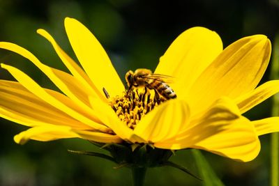 Yellow blossom with bee